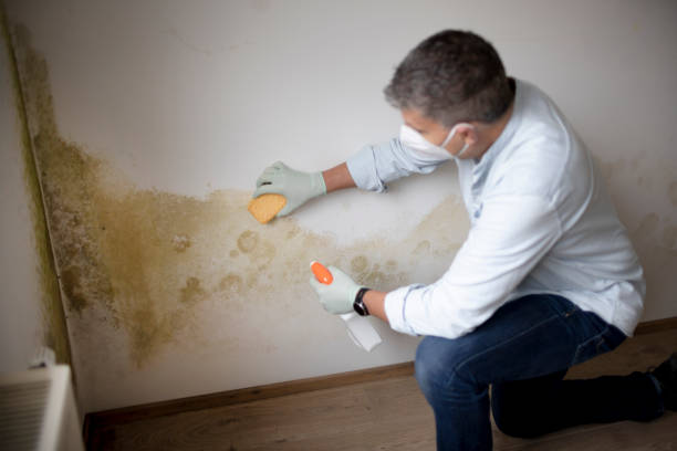 Dehumidification Services in Marysville, MI